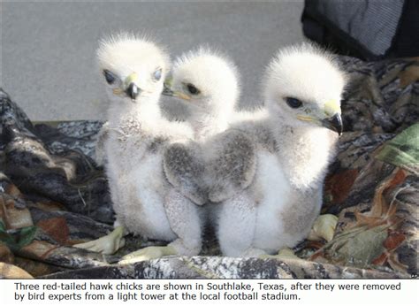 Krist's Blog: FYI: Red-tailed Hawk Chicks