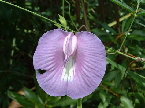 Beaked Butterfly Pea | Centrosema virginianum | Steven Riddle | Flickr