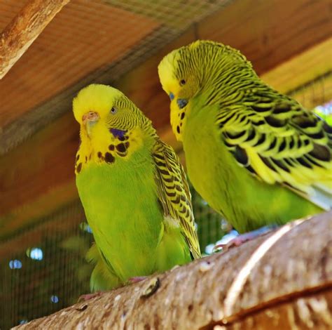 The Australian Connection: Discovering The Origins Of Budgies - Vaticmod