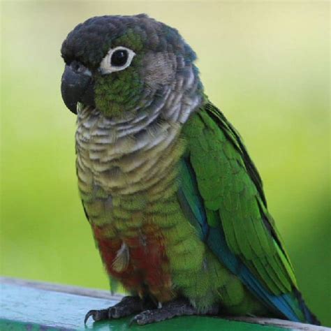 The Green-Cheeked Parakeet (Pyrrhura Molinae)