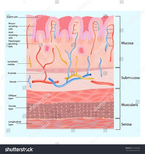 Structure Stomach Wall Stomach Wall Layers: vetor stock (livre de ...