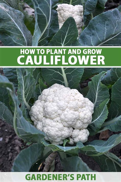 How to Plant and Grow Cauliflower | Gardener’s Path