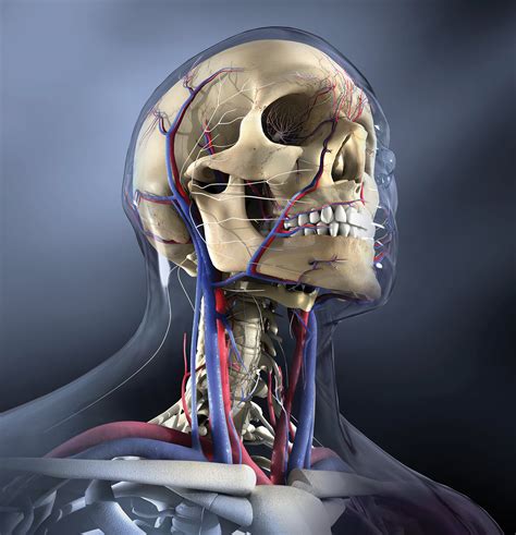 Head And Neck Anatomy - vrogue.co