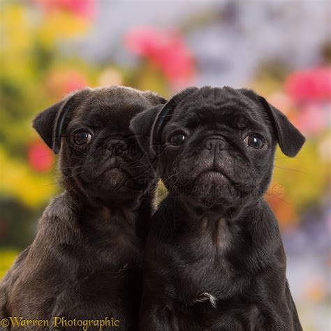 Dogs: Platinum and Black Pug puppies, 10 weeks old photo WP43473