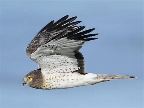 Northern Harrier Juvenile