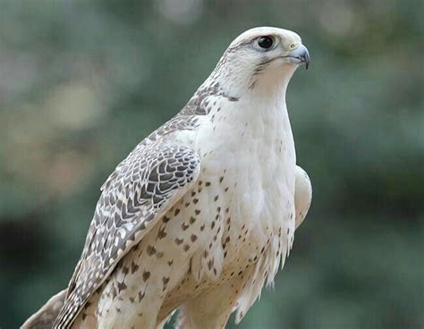 Grey Falcon Animals Images, Zoo Animals, Animals And Pets, Raptor Bird ...