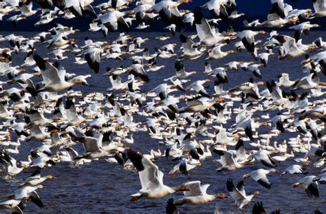 Thousands Of Snow Geese Thought Dead After Landing On Toxic Mining Pit ...