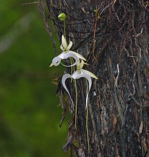 The "Super" Ghost Orchid is Blooming! | Audubon Corkscrew Swamp Sanctuary