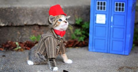 Funny Cat Costumes | POPSUGAR Tech