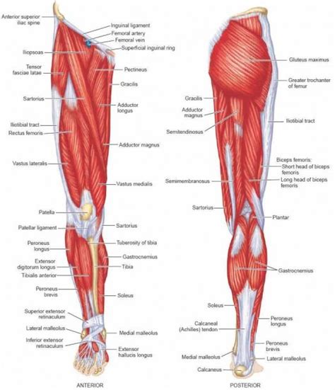 Leg Muscle Names Diagram