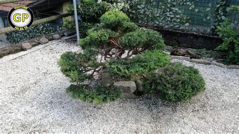 Juniper Shrubs Pruning