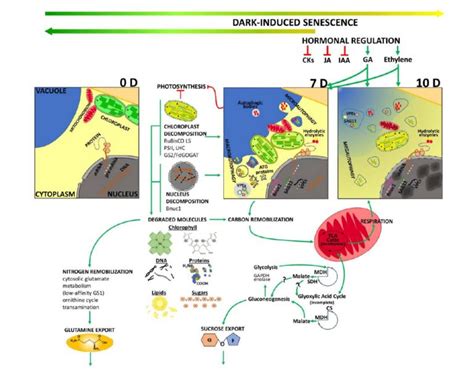 Dark-Induced Leaf Senescence | Plantae