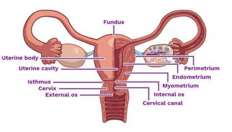 Uterine Cavity