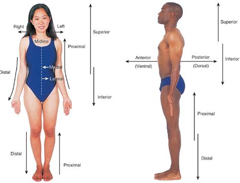 Anatomical Positions, Body Planes, & Directional Terms Diagram | Quizlet