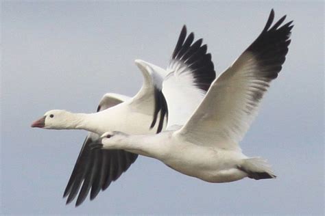 Ross's Goose | Nature Manitoba