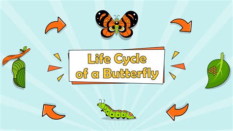 Life Cycle of a Butterfly - LearningMole