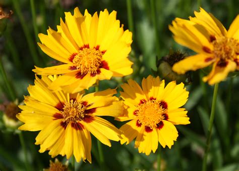 Plant state wildflower Coreopsis in landscapes | Mississippi State ...