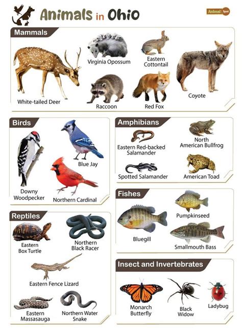 List of Animals That Live in Ohio (With Pictures) in 2024 | Spirit animal meaning, List of ...