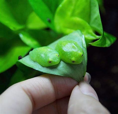 Two Glass Frogs : r/oddlyweird