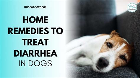 How To Treat Diarrhea In Dogs With Home Remedies - Monkoodog