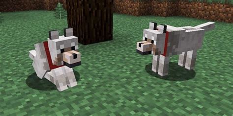 What do wolves eat in Minecraft?