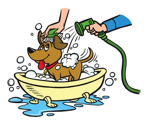 How you can wash your Dog in Colorado