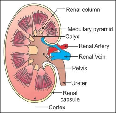 draw a well labelled diagram of the l s of kidney label any six parts - Biology - T… | Biology ...