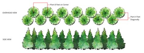 Grow Guide for Thuja Green Giant Arborvitea | Perfect Plants