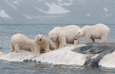 Polar bears gorged on whale carcasses to survive past warm periods, but strategy won’t suffice ...