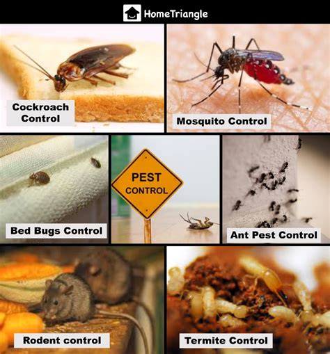 5 Reasons Why General Pest Control is Necessary ? - HomeTriangle