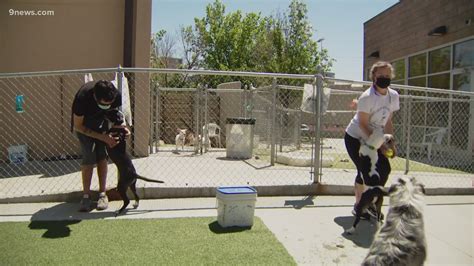 Denver Animal Shelter reduces adoption fee amid 'capacity crisis' | 9news.com