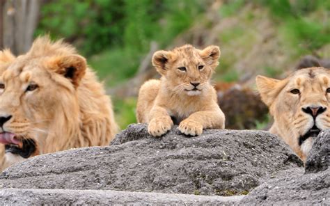 Lion Family Wallpapers - Wallpaper Cave