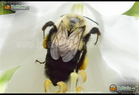 Common Eastern Bumble Bee