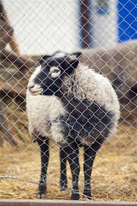 Romanov Sheep in the Paddock Stock Photo - Image of agriculture, livestock: 102771862