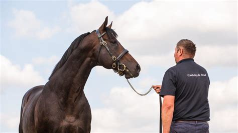 Revealed - the sires, mares, breeders and consignors honoured in the 2023 Racing Post Bloodstock ...