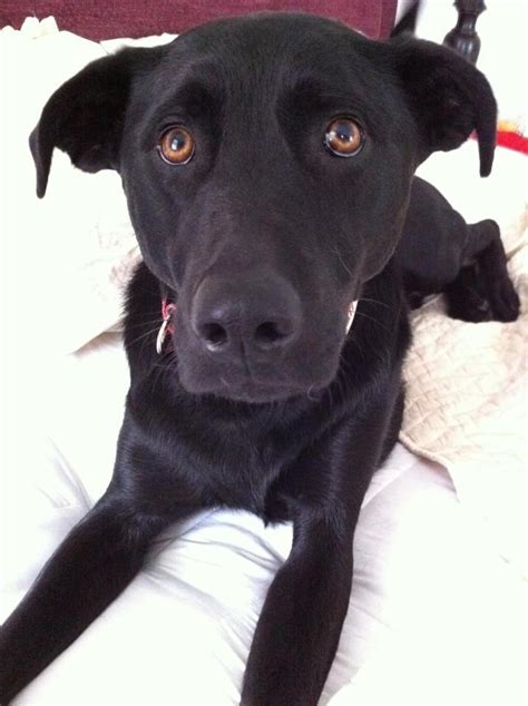 37 best Black lab mixes images on Pinterest | Black lab mix, Black ...