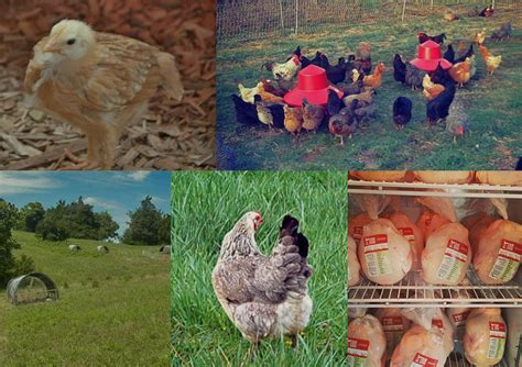 Pasture Raised Chicken - Four Corners Farm