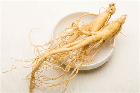 American Ginseng Root American Ginseng Fresh Ginseng Root - Etsy