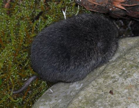 Townsend's vole - Wikipedia