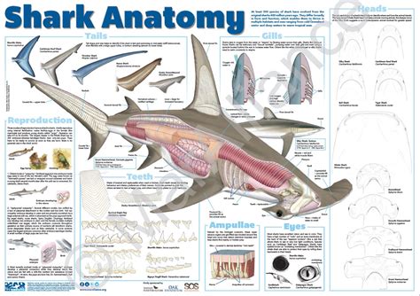Educational poster: Shark anatomy - MarAlliance.org