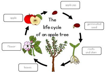 Apple tree life cycle bundle by Little Blue Orange | TpT