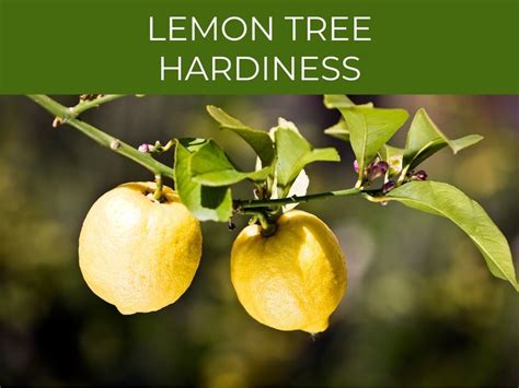 List of 6 Lemon trees for zone 8 – F4VN