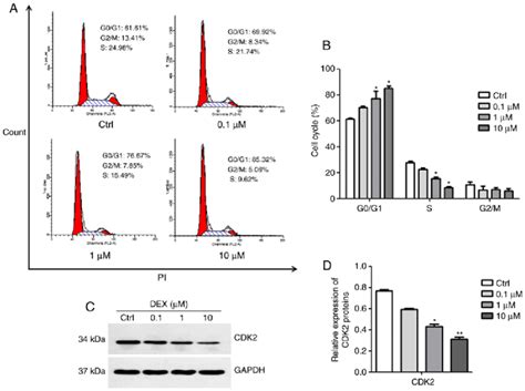 DEX induces G0/G1 phase arrest in MC3T3-E1 cells. (A) Cell cycle... | Download Scientific Diagram