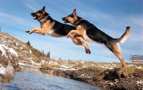 16 Dog Breeds That Jump High And The Highest Jumping Dogs – The ...