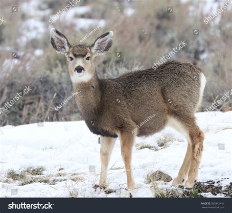 Mule Deer Fawn Looking Alert Stock Photo 562942441 | Shutterstock