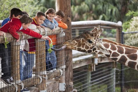 Best Zoos, Wildlife Parks and Petting Zoos Around Atlanta - Atlanta Parent