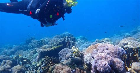 7 World-Class Diving Spots in Cebu