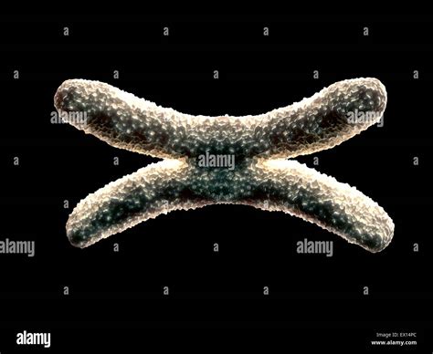 X chromosome hi-res stock photography and images - Alamy