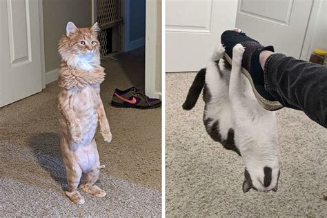 Hilarious Pictures Of Cats