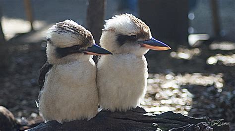 Baby Kookaburra by soul4rent on DeviantArt